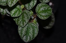 Image result for Peponium sp. A