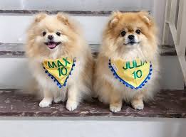 Boo Awesome Dog Boo Der Schonste Hund Boo Der Welt Boo Das Pommern Awesome Boo Das Der Dog Hund Pommern Schonste Welt