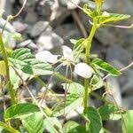 Image result for Cleome aculeata