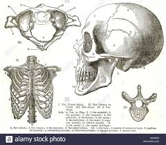 Scull Rib Cage Thorax Chest Atlas Vertebra Upper Torso