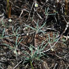 Image result for Hypertelis cerviana