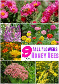 Having the following best trees for honey bees in your vicinity will help with an easy supply of nectar and pollen for years to come. 9 Fall Flowers For Bees To Help Them Overwinter This Year Bee Garden Flowers Bee Garden Bee Friendly Garden