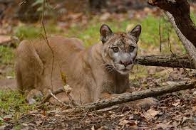 Latvia and france both have six points, so whoever wins the game between the two, in any fashion, on monday will move on to beijing. No Home For The Florida Panther The New Yorker