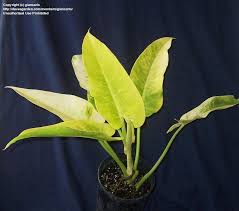 Plantfiles Pictures Philodendron Calkin S Gold Philodendron Domesticum By Giancarlo