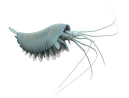 Image result for Rytigynia kiwuensis