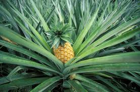 What Is The Life Cycle Of A Pineapple Plant Pineapple Planting Growing Pineapple Pineapple Plant Care