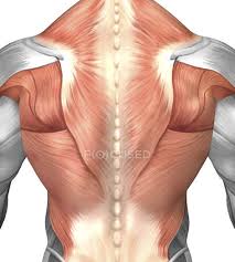 The head, the trunk and the limbs (or extremities). Male Muscle Anatomy Of The Human Back Posterior Myology Stock Photo 174716090