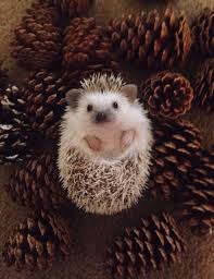 Hedgehog Animals Animals Baby Animals Cute Animals