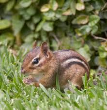 We service over 500 usa locations! Stopping Squirrels And Chipmunks Better Homes Gardens