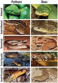 Green tree python teeth was upload by animalcarecollege100 was on january 23, 2015. Emerald Tree Boa Vs Green Tree Python Snake Amino Amino