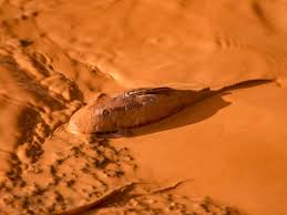 Resultado de imagem para RIO DOCE MORREU 2015 DESASTRE DE MARIANA