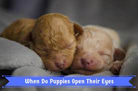 When Do Puppies Open Their Eyes Puppy Development From 1 To 8 Weeks