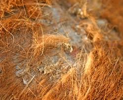 Rain Rot Solving The Scald Problem Health Horsetalk Co Nz Once in the skin, the bacterium dermatophilus congolensis causes inflammation of the skin as well as the appearance of scabs and lesions. rain rot solving the scald problem