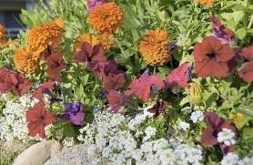 See more ideas about purple flowers, flowers, flower garden. 10 Tips For Flower Garden Designs Kellogg Garden Organics