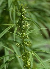 Image result for Cannabis sativa