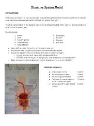 The mouth forms when the buccopharyngeal membrane breaks. Digestive System Model Instructions Human Digestive System Gastroenterology