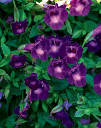 Summer Wave Large Violet Wishbone Flower Torenia Hybrid Purple Plants Types Of Flowers Plants