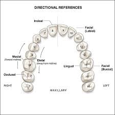 Surfaces Of The Teeth An Overview Of Dental Anatomy