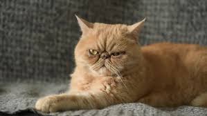 A sweet, gentle feline, the exotic shorthair is also affectionate and loyal. Shutterstock