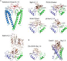 Unlimited styles · free delivery & assembly · concierge assistance Use Of Venom Peptides To Probe Ion Channel Structure And Function Journal Of Biological Chemistry