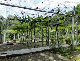 The Vineyard Gardens Of Parc De La Villette In Paris Which Produces Wine For The Employees And Partners Of The Park You Ma Produce Wine Garden Arch Vineyard