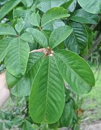 Image result for Pseudobombax