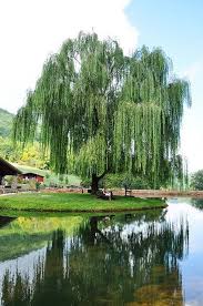 Seed Of Bending With Change Willow Trees Garden Willow Tree Weeping Willow Tree