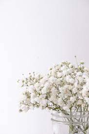 Best 100 Babys Breath Pictures Download Free Images On Unsplash