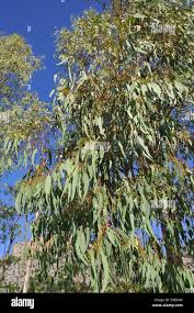 Image result for Eucalyptus sp.