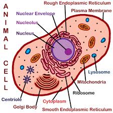 It's the cell's brain, employing chromosomes to instruct other parts of the cell. Animal Cell Easy Drawing And Label Novocom Top