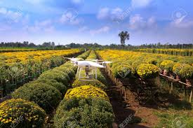 Plantation flowers the villages fl. Village Sa Dec Dong Thap Province Vietnam January 13 2017 Stock Photo Picture And Royalty Free Image Image 71006812