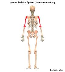 Bones of the body anatomy skeletal system labeled diagrams of the human skeleton. Humerus Bone Labeled Vector Illustration Diagram Stock Vector Illustration Of Orthopedics Medicine 174287416