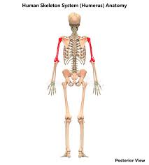The humerus bone is an item on the odd old man's wishlist after the fur 'n' seek quest. Humerus Bone Labeled Vector Illustration Diagram Stock Vector Illustration Of Orthopedics Medicine 174287416