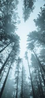 23,976 best animated background free video clip downloads from the videezy community. Best Rainforest Iphone X Hd Wallpapers Ilikewallpaper