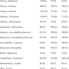 Image result for Stemodiopsis buchananii