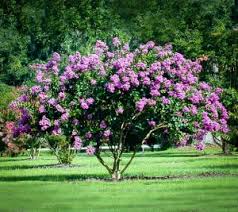 Crape Myrtle Varieties And Guide The Tree Center