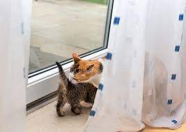 Most commonly, diabetes in cats causes: Why Does My Cat Lick My Kitten S Bum