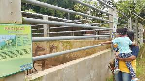 Kebun binatang adalah tempat wisata yang menawarkan berbagai macam satwa yang wajib dilestarikan dan dirawat. Di Tengah Pandemi Kebun Binatang Cahaya Langgeng Masih Jadi Destinasi Primadona Warga Temanggung Kabar Wonosobo