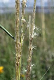 Image result for Hyparrhenia mobukensis