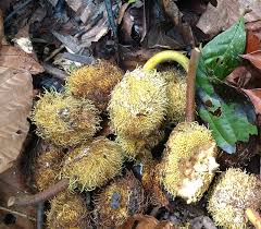 Image result for Artocarpus