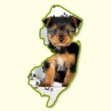 A $2000 deposit is required to reserve a puppy. Puppies For Sale In Nj