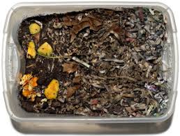Make worm tea by diluting the liquid from the tap with water in a 1:10 ratio to make organic fertiliser. Worm Farms Lincoln Ca Recycling Garbage