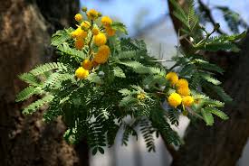 Image result for Acacia karroo