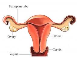 Womb cancer symptoms and treatment. The Blogging From A To Z Challenge 2013 Road Trip Letter U Uterine Cancer Uterus Pelvic Inflammatory Disease