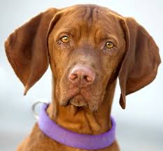 Ruby is a 5 month old vizsla/staffordshire mix who was saved at the very last minute from lancaster shelter. Pets For Adoption At 2nd Chance Vizsla Rescue Inc In Fort Collins Co Petfinder