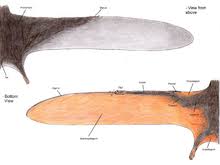 Aug 31, 2020 · the helix is the folded outer edge of the ear. Patagium Wikipedia
