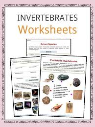 Invertebrate Facts Worksheets Types Specie Information