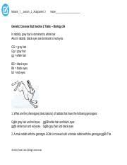 Dihybrid cross worksheet in rabbits, gray hair is dominant to white hair. Module Seven Lesson One Assignment Two 1 Doc Module 7 Lesson 1 Assignment 2 Name Genetic Crosses That Involve 2 Traits Biology 2a In Rabbits Grey Hair Course Hero