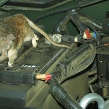 Alat perangkap tikus berkekuatan besar, dilengkapi dengan pemicu sensitif yang dapat membunuh tikus ukuran besar sekalipun dalam sekali gigit. Mencium Bau Bangkai Di Dalam Mobil Tak Perlu Panik Otomotif Liputan6 Com