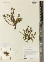 Image result for Portulaca foliosa